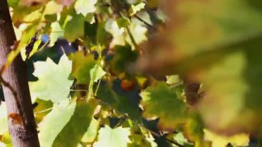 Akça ağaç sarı turuncu ve yeşil yaprakları ile