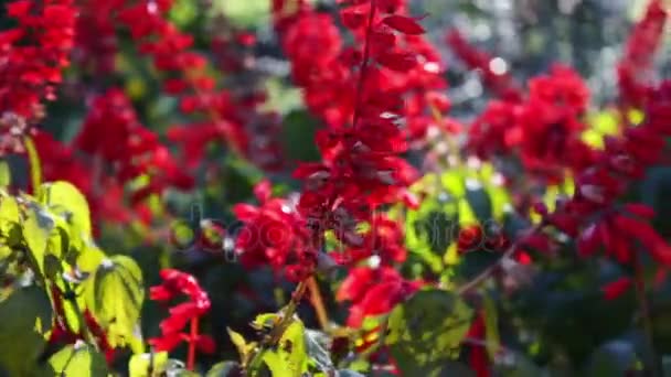 Beautiful red autumn flowers — Stock Video