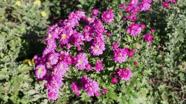 Fleurs de jardin d'automne 