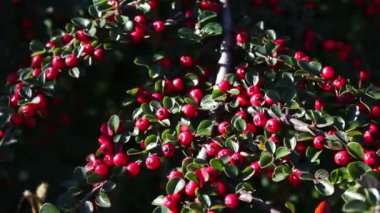 Bush güzel kırmızı meyveler