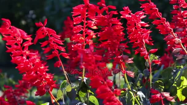 Beautiful red autumn flowers — Stock Video