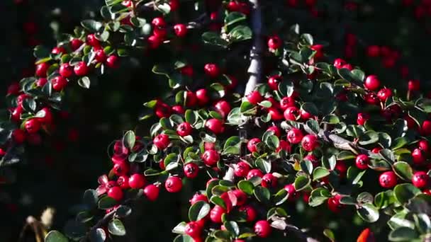 Hermosas bayas rojas en el arbusto — Vídeo de stock