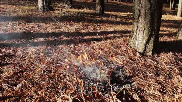 Orman yangın çam ağacının altında yer — Stok video