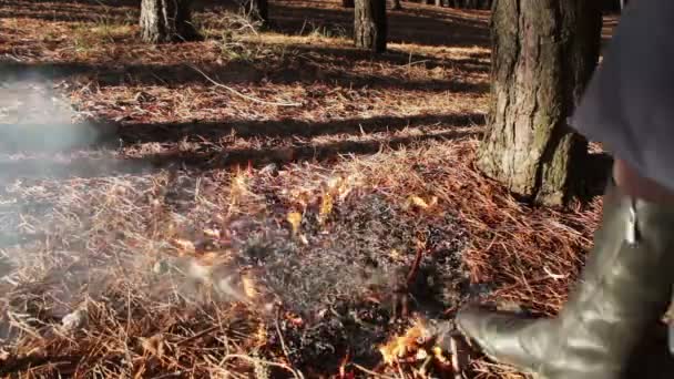 Bosque suelo fuego bajo el pino — Vídeo de stock
