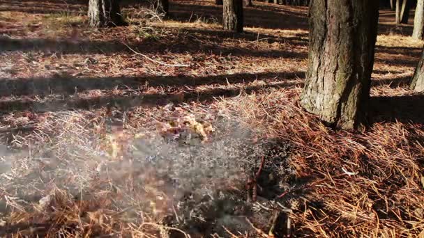 Bosque suelo fuego bajo el pino — Vídeo de stock