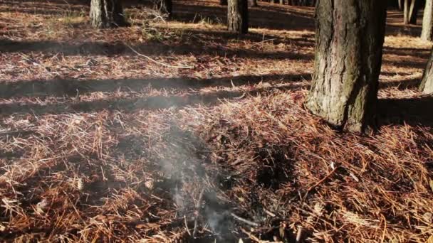 Bosque suelo fuego bajo el pino — Vídeo de stock