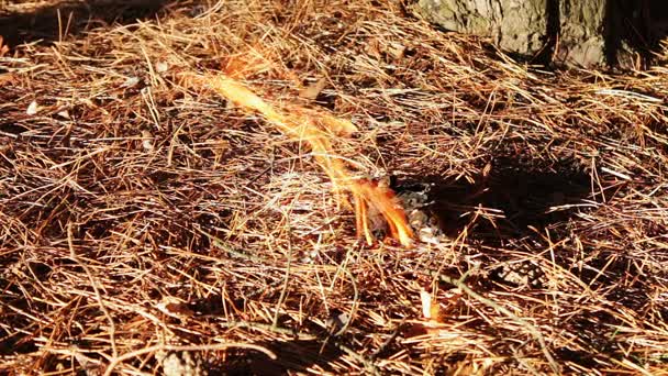 Bosbrand grond onder naaldboom — Stockvideo