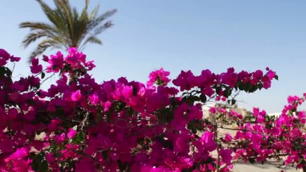 Цветущие кусты Египта — стоковое видео