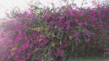 Çite lushing mor çiçekler