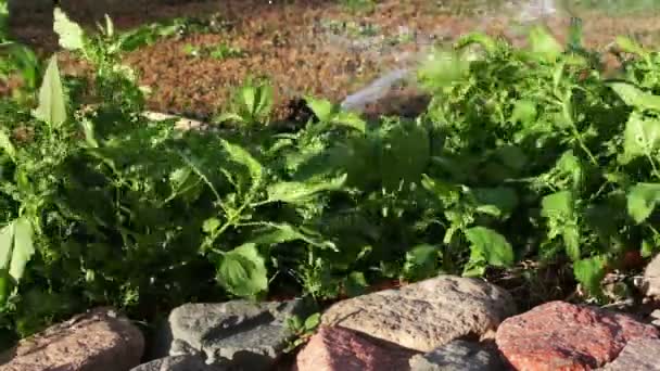 Aspersor de agua pulverización en el jardín — Vídeos de Stock