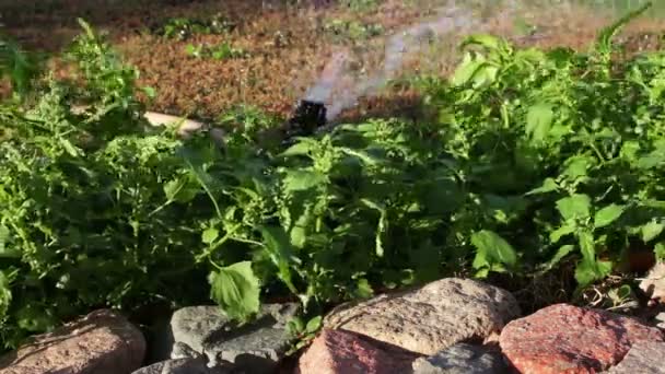 Sprinkler air penyemprotan di kebun — Stok Video