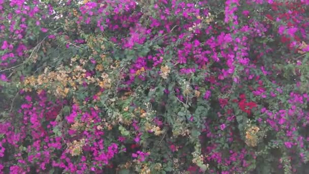 Lushing paarse bloemen op het hek — Stockvideo