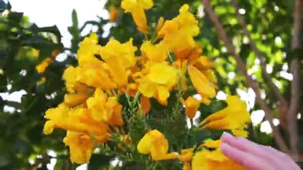 Fleurs jaunes luxuriantes sur la clôture — Video