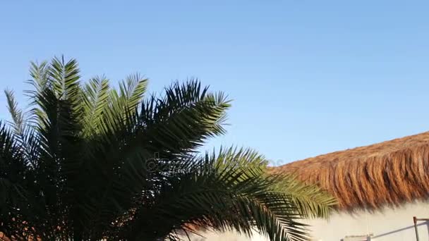 Palmeira ao lado de uma casa de telhado de palha — Vídeo de Stock