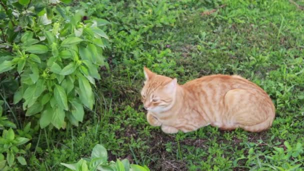 Gato rojo se encuentra en una hierba verde — Vídeos de Stock