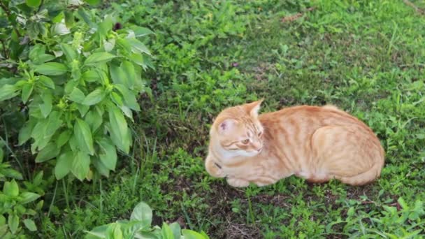 Gato vermelho encontra-se em uma grama verde — Vídeo de Stock