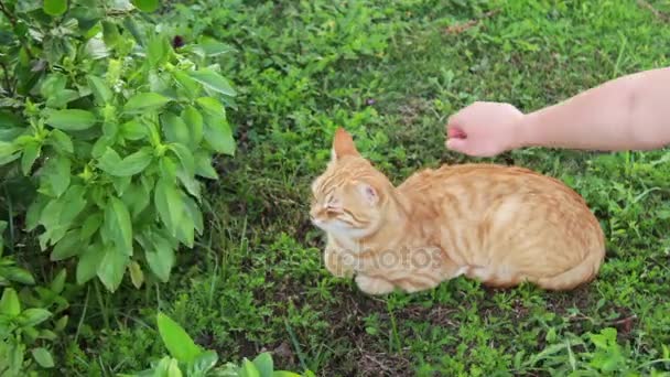 Gato vermelho encontra-se em uma grama verde — Vídeo de Stock