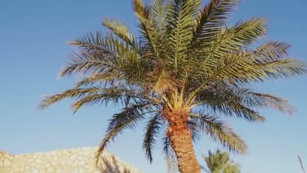 Palmen in Ägypten vor blauem Himmel — Stockvideo