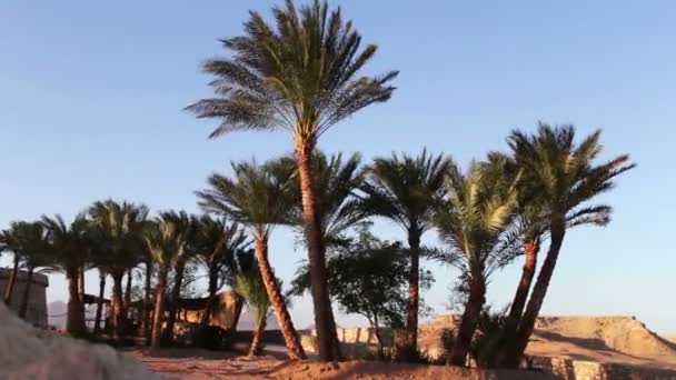 Palmeras en Egipto contra el cielo azul — Vídeo de stock