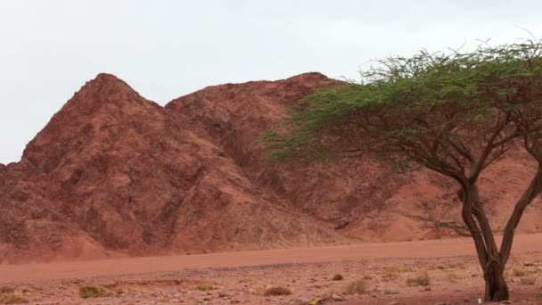 Rood woestijnlandschap van de Sinai bergen — Stockvideo