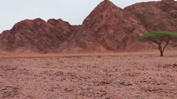 Paesaggio deserto rosso delle montagne del Sinai — Video Stock