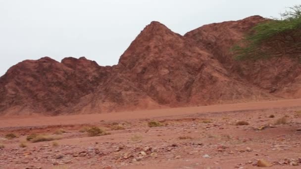 Красный пустынный пейзаж Синайских гор — стоковое видео