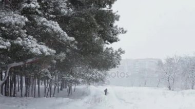 Orman karla kaplı yolu üzerinde insanlar gider