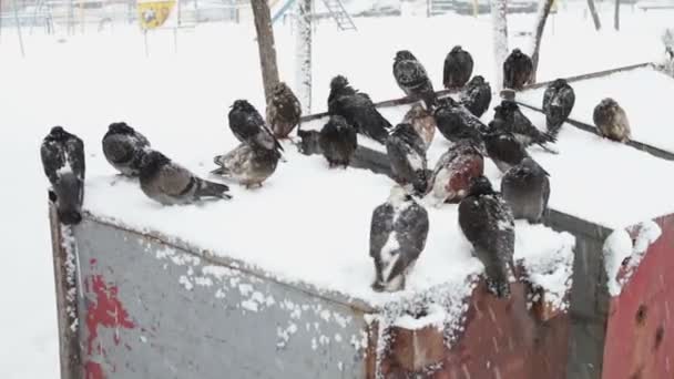 Mnoho zmrazené holubi sedí na zasněžené vpust — Stock video
