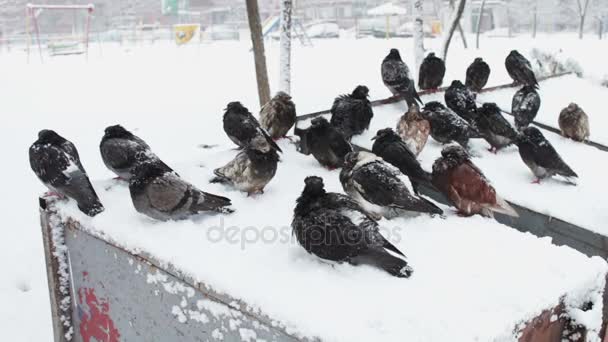 雪に覆われたゴミ箱の上に座って冷凍ハトの多く — ストック動画