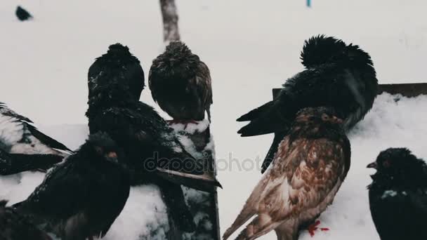 Many frozen pigeons sitting on a snowy trash box — Stock Video