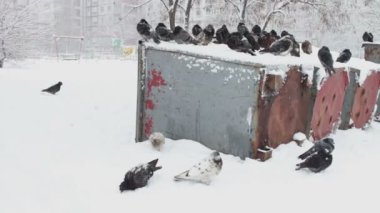 Çok karlı çöp kutusu üzerinde oturan donmuş güvercin