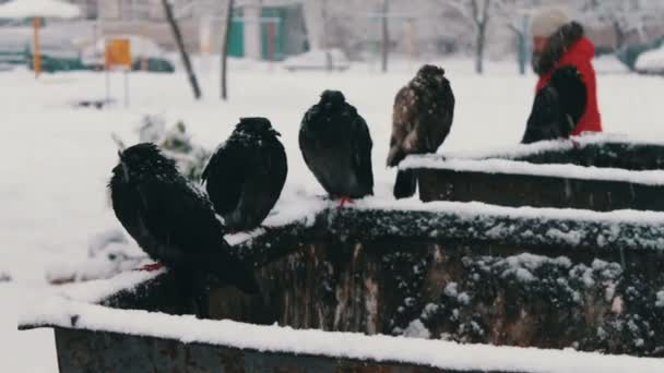 눈 쓰레기 상자에 앉아 많은 냉동된 비둘기 — 비디오