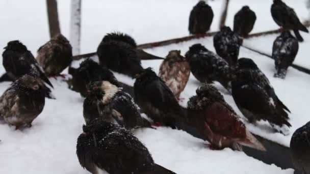 Montón de palomas congeladas sentadas en una caja de basura nevada — Vídeo de stock