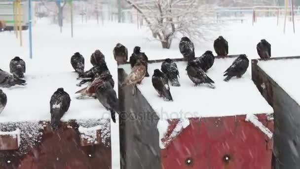 雪に覆われたゴミ箱の上に座って多くの冷凍ハト — ストック動画