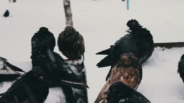 Many frozen pigeons sitting on a snowy trash box — Stock Video