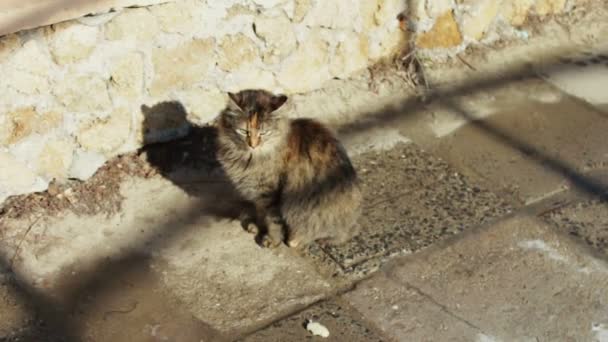 Stor hemlös katt på gatan — Stockvideo
