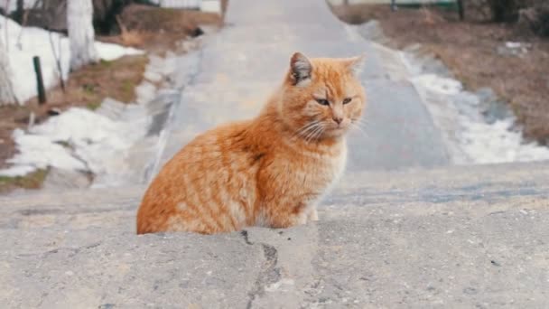Большая красная бездомная кошка — стоковое видео