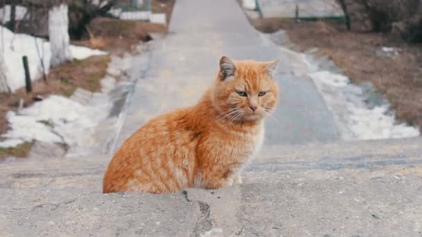 Великий червоний безпритульний кіт — стокове відео