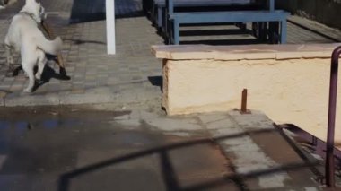 Büyük oynak beyaz köpek