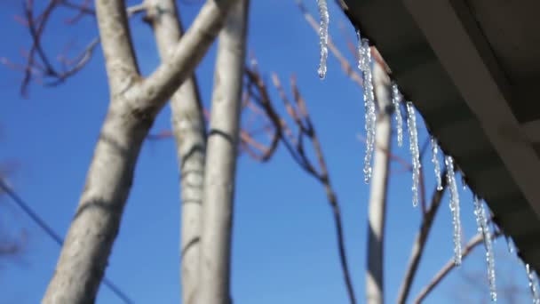 Veel van de smeltende ijspegels op een dak — Stockvideo
