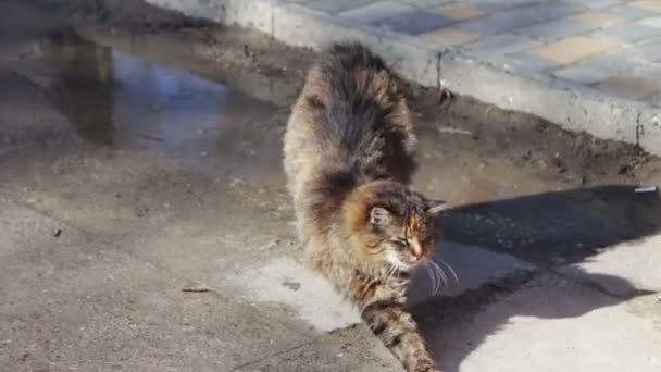 Large homeless cat wach itself — Stock Video