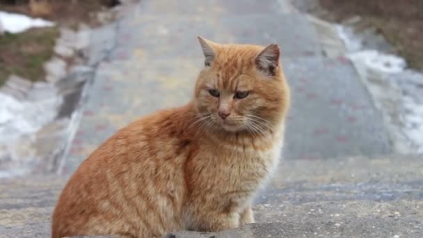 Big red homeless cat — Stock Video