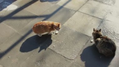 İki büyük kedi içinde belgili tanımlık kış oturan sokak