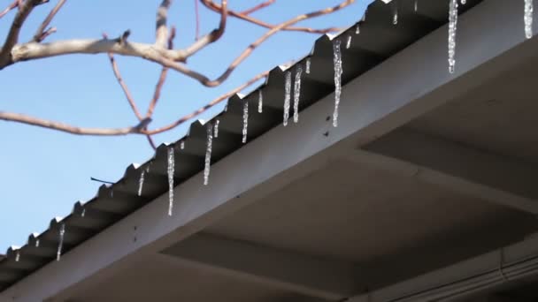 Lot of Melting icicles on a roof — Stock Video