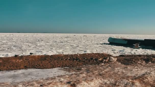 氷に覆われた海の上に座ってカモメ — ストック動画