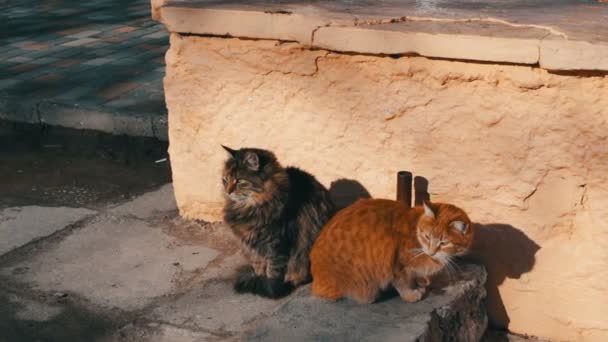 Två stora bortsprungna katt sitter på vintern — Stockvideo