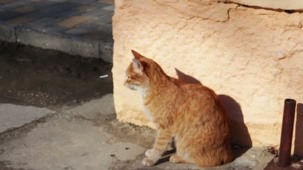 Big red homeless cat — Stock Video