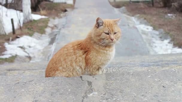 Gran gato sin hogar en la calle — Vídeo de stock