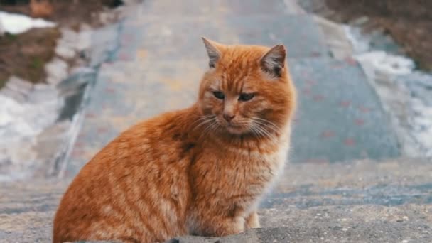 Grande gatto senzatetto rosso — Video Stock