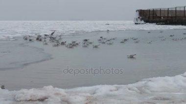 Buz kaplı deniz üzerinde oturan martılar
